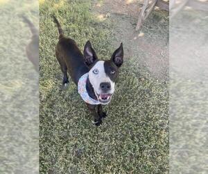 Mutt Dogs for adoption in Tulsa, OK, USA