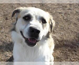 Golden Pyrenees Dogs for adoption in Brighton, CO, USA