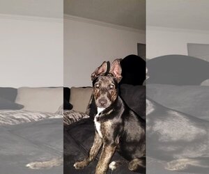 Shepweiller Dogs for adoption in Santa Fe, TX, USA