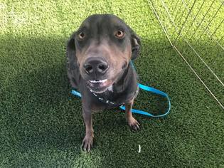 Beagleman Dogs for adoption in Phoenix , AZ, USA