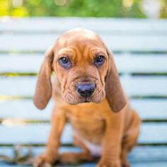 Bloodhound Dogs for adoption in Fredericksburg, TX, USA