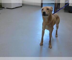 Labrador Retriever-Unknown Mix Dogs for adoption in Fayetteville, NC, USA