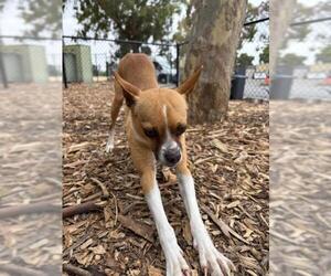Toy Fox Terrier-Unknown Mix Dogs for adoption in Fremont, CA, USA