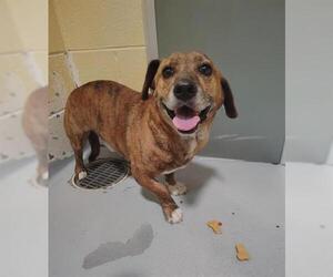 Dachshund-Unknown Mix Dogs for adoption in Tulsa, OK, USA