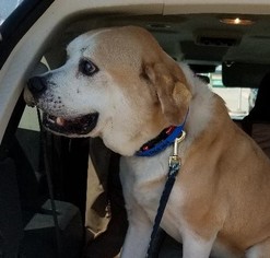 Labrador Retriever-Unknown Mix Dogs for adoption in Forreston, TX, USA