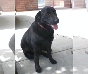 Labrador Retriever Dogs for adoption in Millville, UT, USA