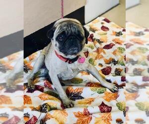 Pug Dogs for adoption in See Website, CA, USA