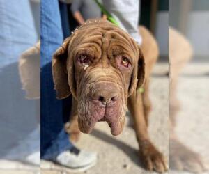 Neapolitan Mastiff Dogs for adoption in Ellisville, MO, USA