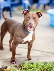 American Pit Bull Terrier-Unknown Mix Dogs for adoption in Rome, GA, USA