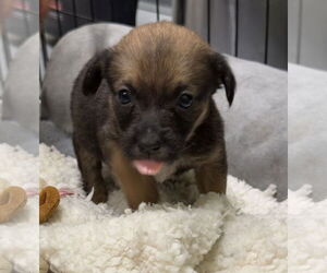 Mutt Dogs for adoption in Royal Palm Beach, FL, USA