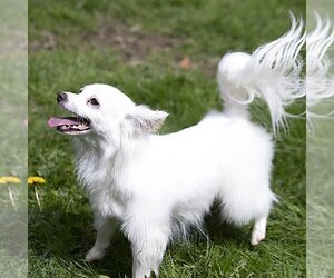 Jack Russell Terrier-Papillon Mix Dogs for adoption in Arlington, WA, USA