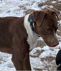 Pointer Dogs for adoption in westminster, CO, USA
