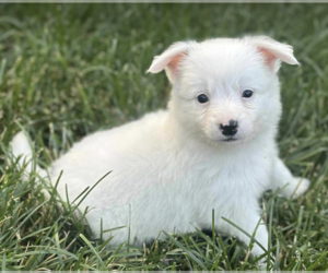Pembroke Welsh Corgi-Pomeranian Mix Dogs for adoption in Anchorage, AK, USA