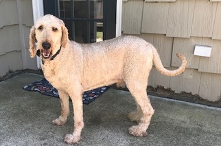 Labradoodle Dogs for adoption in Cary, NC, USA