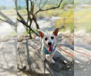 Chihuahua-Miniature Bull Terrier Mix Dogs for adoption in Visalia, CA, USA
