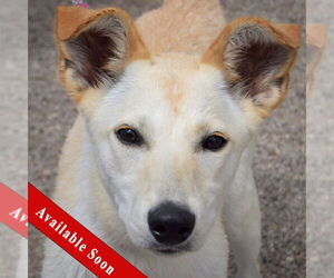 Basenji-Unknown Mix Dogs for adoption in Huntley, IL, USA