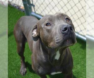 American Pit Bull Terrier Dogs for adoption in Murfreesboro, TN, USA