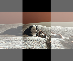 American Staffordshire Terrier-Unknown Mix Dogs for adoption in Holly Springs, NC, USA