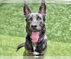 Dutch Shepherd -Unknown Mix Dogs for adoption in Moreno Valley, CA, USA