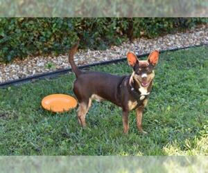 Chihuahua Dogs for adoption in Fort Lauderdale, FL, USA