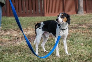 Puggle Dogs for adoption in Bridgewater, NJ, USA