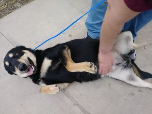 Shepweiller Dogs for adoption in Arlington, WA, USA