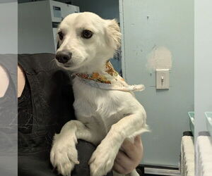 Colonial Cocker Spaniel-Unknown Mix Dogs for adoption in Chico, CA, USA