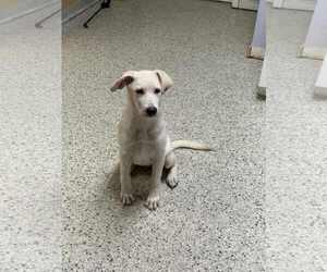 Mutt Dogs for adoption in Mechanicsburg, PA, USA