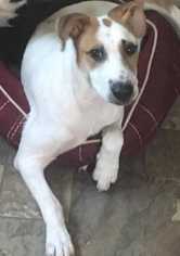 Medium Photo #1 Jack Russell Terrier-Unknown Mix Puppy For Sale in Staunton, VA, USA