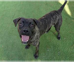 Staffordshire Bull Terrier-Unknown Mix Dogs for adoption in Raleigh, NC, USA