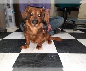 Dachshund Dogs for adoption in Iroquois, IL, USA