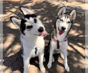 - Mix Dogs for adoption in Seal Beach, CA, USA