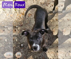 Labrador Retriever-Unknown Mix Dogs for adoption in Pensacola, FL, USA