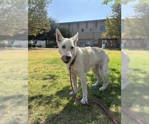 German Shepherd Dog Dogs for adoption in Riverside, CA, USA