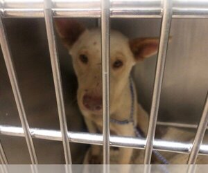 Australian Kelpie Dogs for adoption in Waco, TX, USA