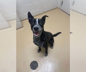 Labrador Retriever-Unknown Mix Dogs for adoption in Pasadena, TX, USA