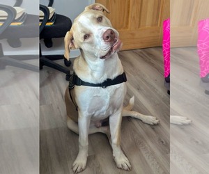 American Pit Bull Terrier-Unknown Mix Dogs for adoption in Rockaway, NJ, USA