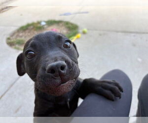Labrador Retriever-Unknown Mix Dogs for adoption in Tulsa, OK, USA