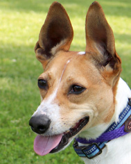 Jack Russell Terrier Dogs for adoption in Jefferson, WI, USA