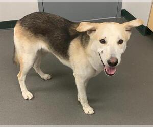 German Shepherd Dog-Unknown Mix Dogs for adoption in Corpus Christi, TX, USA