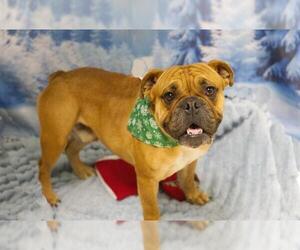 Bulldog Dogs for adoption in Placerville, CA, USA