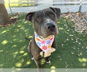 American Pit Bull Terrier Dogs for adoption in Orlando, FL, USA
