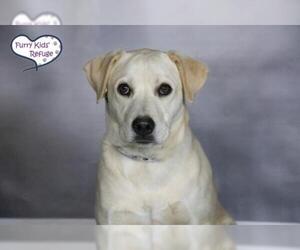 Labrador Retriever-Unknown Mix Dogs for adoption in Lee's Summit, MO, USA