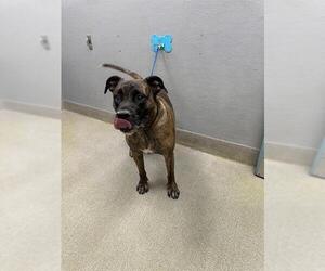 Mastiff-Unknown Mix Dogs for adoption in Las Vegas, NV, USA