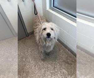 Pyredoodle Dogs for adoption in Pueblo, CO, USA
