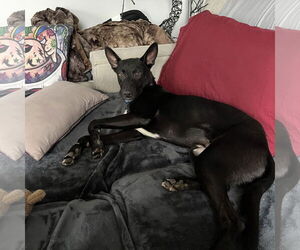 Basenji-Labrador Retriever Mix Dogs for adoption in Silver Spring, MD, USA