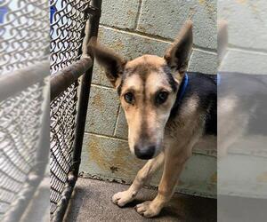 German Shepherd Dog Dogs for adoption in Stockton, CA, USA