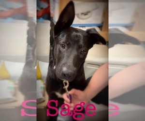 Shepradors Dogs for adoption in Vass, NC, USA