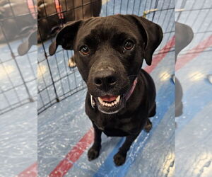 Mutt Dogs for adoption in Melrose, FL, USA