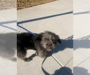 Shih Tzu-Unknown Mix Dogs for adoption in San Martin, CA, USA